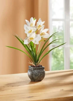Cymbidium-Orchidee im Zementtopf