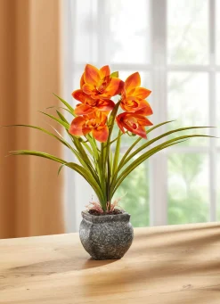 Cymbidium-Orchidee im Zementtopf