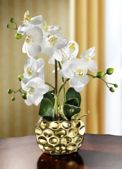Orchidee im Topf