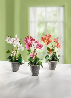 Orchidee im Zementtopf